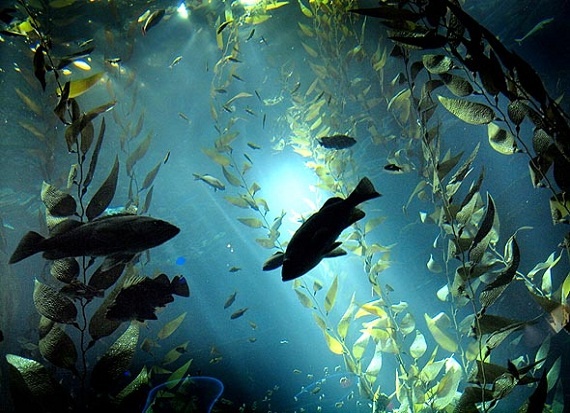 Ripleys Aquarium