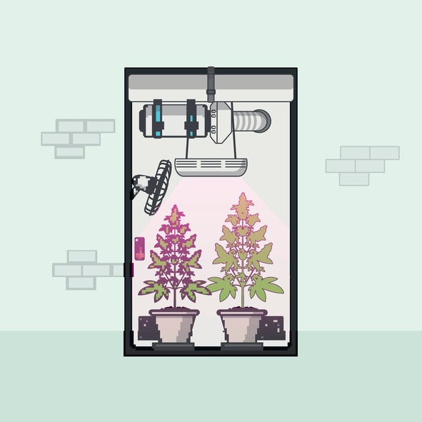 Marijuana Apartment