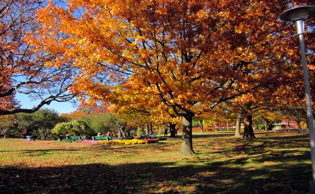 Fall