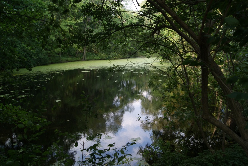 Taddle_Creek_pond_in_Wychwood_Park